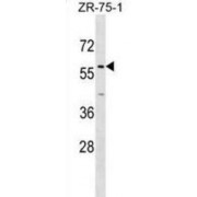 Zinc Finger Protein 10 (ZNF10) Antibody
