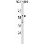 Cell Division Cycle 20B (CDC20B) Antibody