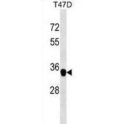 Zinc Finger C2HC Domain-Containing Protein 1A (FAM164A) Antibody