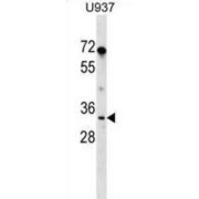 Peptidylprolyl Isomerase E / CYPE (PPIE) Antibody