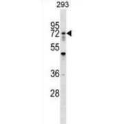 Ring Finger Protein 112 (RNF112) Antibody