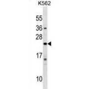 abx029626