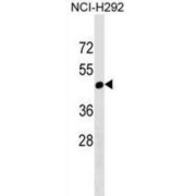 Ral Guanine Nucleotide Dissociation Stimulator-Like 4 (RGL4) Antibody