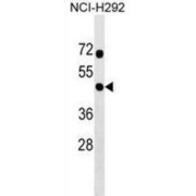 Ring Finger Protein 133 (RNF133) Antibody