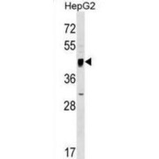 Serine Incorporator 2 (SERINC2) Antibody