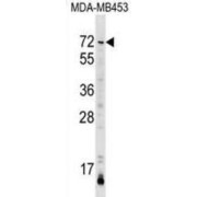 abx029669
