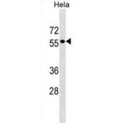 Adhesion Molecule With Ig Like Domain 3 (AMIGO3) Antibody