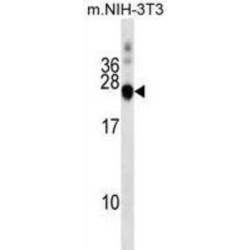DnaJ Heat Shock Protein Family (Hsp40) Member C5 (DNAJC5) Antibody