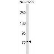 Protein KHNYN (KHNYN) Antibody