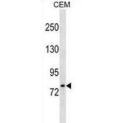 LON Peptidase N-Terminal Domain And RING Finger Protein 3 (LONRF3) Antibody
