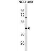 abx029727