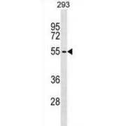 Zinc Finger And BTB Domain-Containing Protein 6 (ZBTB6) Antibody
