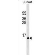 PATE1 Antibody