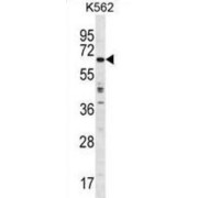Tripartite Motif-Containing Protein 75 (TRIM75) Antibody