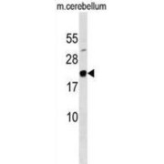 Transcription Factor MafG (MAFG) Antibody