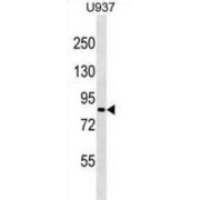 Zinc Finger Protein 225 (ZNF225) Antibody