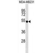 Protein Spinster Homolog 2 (SPNS2) Antibody