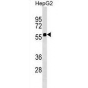 Scavenger Receptor Cysteine-Rich Domain-Containing Group B Protein (SRCRB4D) Antibody