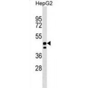 Protein Unc-93 Homolog A (UNC93A) Antibody
