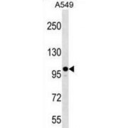 Zinc Finger CCCH Domain-Containing Protein 7A (ZC3H7A) Antibody