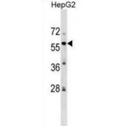 Zinc Finger Protein 82 (ZFP82) Antibody