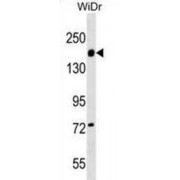 Integrin Alpha 2 (ITGA2) Antibody