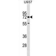 Cerebral Endothelial Cell Adhesion Molecule (CERCAM) Antibody