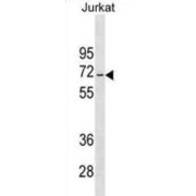 Jerky Protein Homolog-Like (JRKL) Antibody