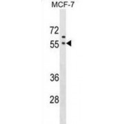 Golgi Reassembly-Stacking Protein of 65 kDa (GRASP65) Antibody