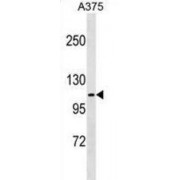 FERM, ARHGEF And Pleckstrin Domain-Containing Protein 1 (FARP1) Antibody