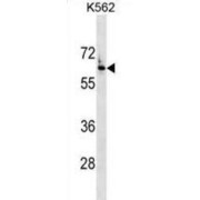 abx029948