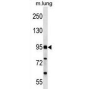 FCH Domain Only 2 (FCHO2) Antibody