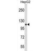 Ankyrin Repeat Domain-Containing Protein 18A (ANKRD18A) Antibody