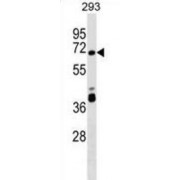 Zinc Finger Protein 79 (ZNF79) Antibody
