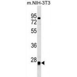 Methyltransferase Like Protein 7B (METTL7B) Antibody