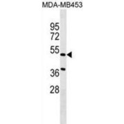 Nephronectin (NPNT) Antibody