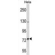 SH3RF2 Antibody