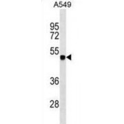 Zinc Finger And SCAN Domain-Containing Protein 1 (ZSCAN1) Antibody