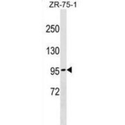 Bifunctional Heparan Sulfate N-Deacetylase/N-Sulfotransferase 4 (NDST4) Antibody