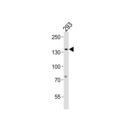 General Transcription Factor III (GTF2I) Antibody