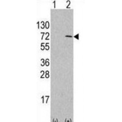 Autophagy Related 4D Cysteine Peptidase (ATG4D) Antibody