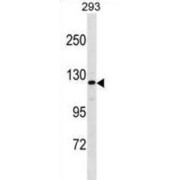 abx030062
