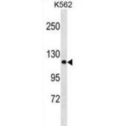Protocadherin Alpha 2 (PCDHA2) Antibody