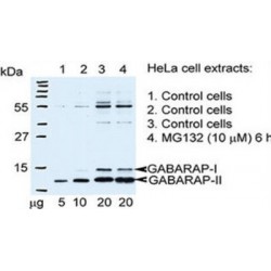 GABA-A Receptor Associated Protein (GABARAP) Antibody