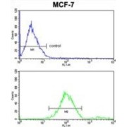 GABA-A Receptor Associated Protein Like Protein 2 (GABARAPL2) Antibody