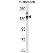 Leucine-Rich Repeat-Containing Protein 16A (LRRC16A) Antibody