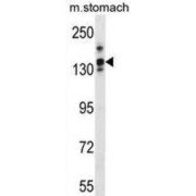 Leucine-Rich Repeat-Containing Protein 16A (LRRC16A) Antibody