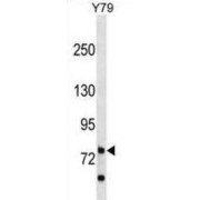 abx030124