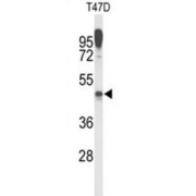 abx030138
