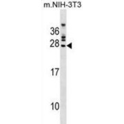 abx030157